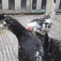 نیمچه مرغ و خروس گلین چهلتاج ریش کاکل|حیوانات مزرعه|گرگان, |دیوار