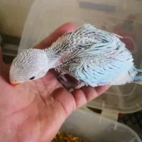 جوجه   گرینچیک ملنگو  و جفت گرین