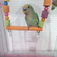 سه عدد جوجه یکماه طوطی برزیلی( کوتوله)