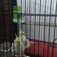 فوری فوری        عروس نر و ماده|پرنده|قم, کاسه گران|دیوار