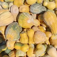 ضایعات کدو حلوایی بورانی برای دام