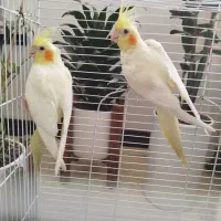 یک جفت عروس هلندی لوتینو