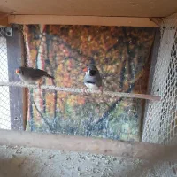 فنچ رو تخم کارداده|پرنده|پاکدشت, شهرک انقلاب|دیوار