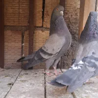 سبز اصیل کاشونی
