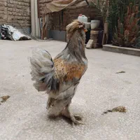 خروس لهستانی