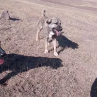 سگ نر|سگ|ورزقان, |دیوار