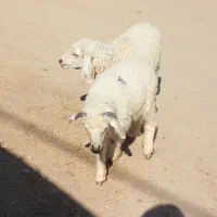 جفت بره نر ماده دورگ مناسب|حیوانات مزرعه|جیرفت, |دیوار