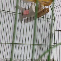 قناری خوش رنگ نر