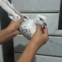 کبوتر بند بند فوق پرش|پرنده|کلاله, |دیوار