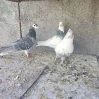 طوقی خوشرنگ دمبی