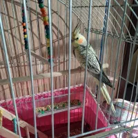 عروس هلندی مرواریدی