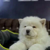 چاوچاو