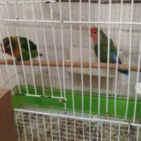 پرنده|پرنده|میبد, |دیوار