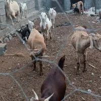 تعدادی بزوکهره فروشی