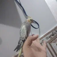 عروس هلندی نر گل باقالی ۱۰ ماه