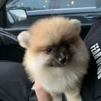 سگ پامر اصل وارداتی شناس نامه دار قیمت ۲۵ تومن