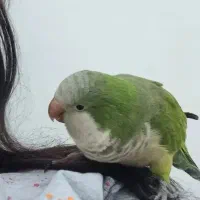 گمشده|حیوانات|بندر امام خمینی, |دیوار