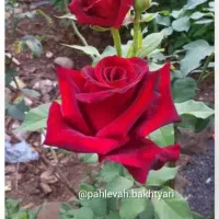 دومیلیارد سرمایه دارم