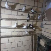 کبوتر پرشی