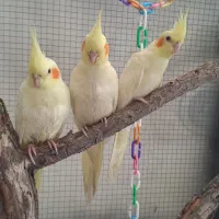 عروس هلندی