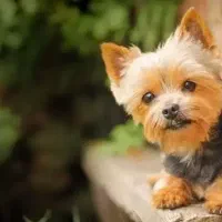 سگ گمشده|حیوانات|شیروان (خراسان), |دیوار