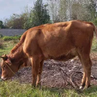 فروش لیشه گاو دورگ سیمینتال