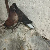 جوجه کنار خیس سوسکی خرمایی|پرنده|نسیمشهر, |دیوار