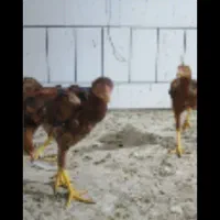 مرغ وخروس لاری|حیوانات مزرعه|گناباد, |دیوار