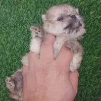 پامر خرسی عروسکی