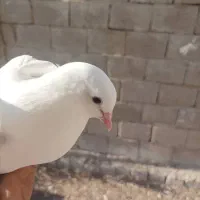 تعدادی کبوتر فروشی|پرنده|بندر گناوه, |دیوار