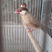 قناری  سیره نرگسی