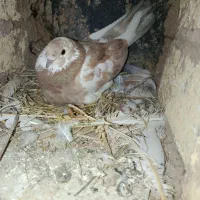 کبوتر‌ بازیکن|پرنده|اردل, |دیوار