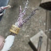 کفتر پلاک عراق.|پرنده|شاهرود, |دیوار