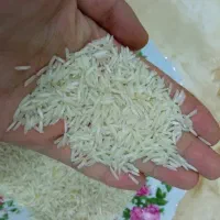 برنج فجر نوک سوزنی اصلاح شده
