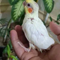 جوجه عروس هلندی|پرنده|اهواز, کیانشهر|دیوار