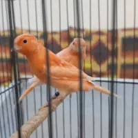 قناری جوجه اورجینال رد فاکتور