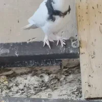 کفتر|پرنده|فیروزآباد (فارس), |دیوار