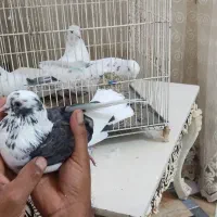 کفتر پرشی|پرنده|بندرعباس, |دیوار