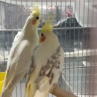 تخفیف ویژه انواع پرنده زینتی