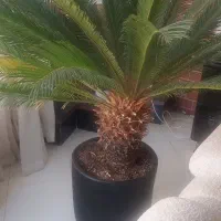 نخل سیکاس