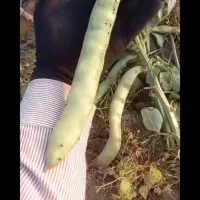 بذر باقلا باقله 7 بند شاخ بزی تضمینی