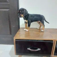 توله روتوایلر