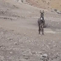 الاغخر. مادیان پر.قاطر.