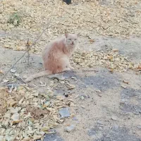 گربه پرشین|گربه|زنجان, |دیوار