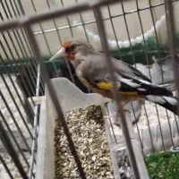 یک عدد سهره دورگ کرمانی نر زیبا مست مست بخون