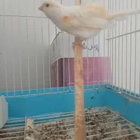 یک عدد قناری  سفید بخون|پرنده|اصفهان, سرشبادران|دیوار