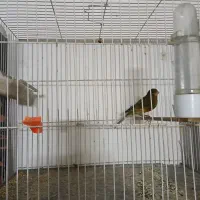 قناری دارچینی|پرنده|مشهد, انقلاب|دیوار