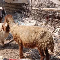 گوسفند و بره