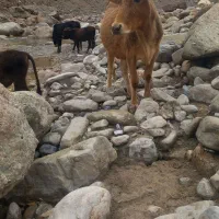 دو راس گاو آبستن با دو راس گوساله ماده سرحال|حیوانات مزرعه|پاپی, |دیوار