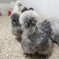 تخم مرغ نطفه دار مرغ ابریشمی|حیوانات مزرعه|تهران, نارمک جنوبی|دیوار